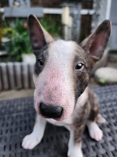 Bull terrier brindle realistic - brindle,
