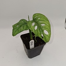 Monstera Adansonii | Monkey