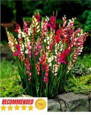 30 IXIA CORN LILY African Corn Lilium Bulbs Hardy Perennial Garden,Summer Flower