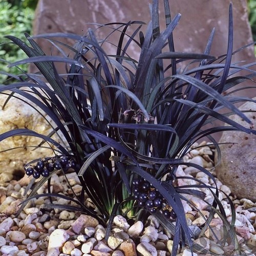 Ophiopogon nigrescens black - ophiopogon,