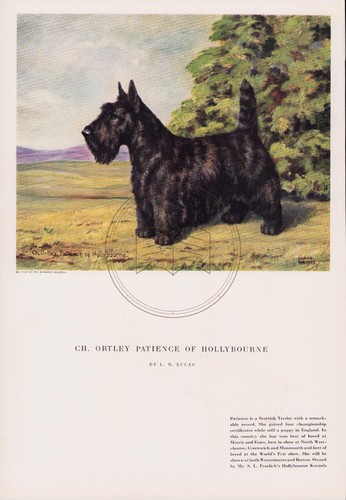 Scottish terrier ortley - terrier,