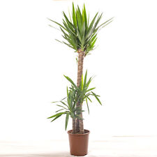 Yucca Elephantipes Large Indoor house Plant Real Evergreen Tall Plants