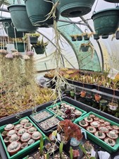 Tillandsia usneoides mexicam - tillandsia,