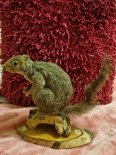 Beautiful Squirrel Taxidermy On Natural Wood 