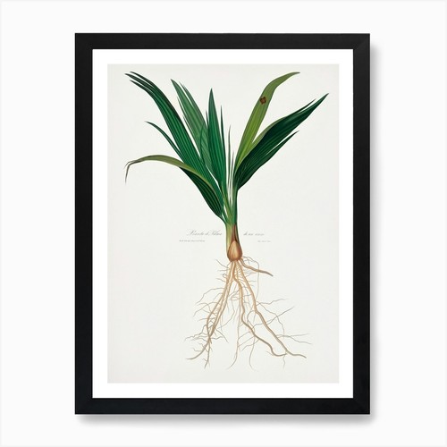 Date palm tree phoenix - palm, (phoenix