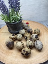 24 Fresh Quail Eggs beautiful