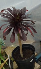 Black Rose Succulent Plant