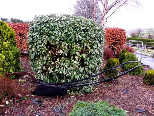 Photo 6x4 single furrow - photo,