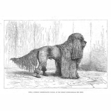 German Corded Coated Poodle at