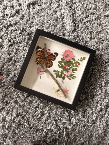 Butterfly specimens mounted - 2,