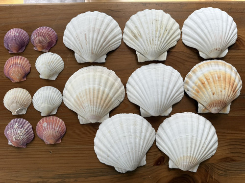 Large scottish scallop - 8, x