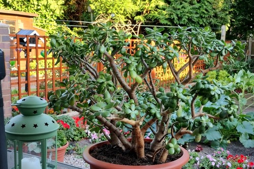 Jade plant 38cm pot - 38cm,