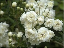 Rosa banksiae banksiae in 9cm