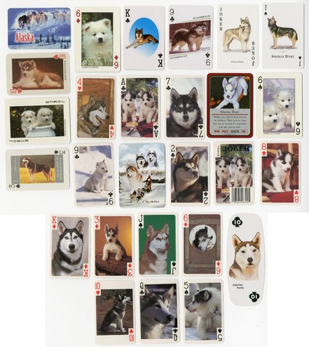 Sled dog siberian - sled, husky
