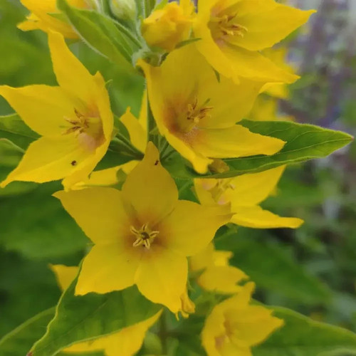 Lysimachia punctata yellow - lysimachia,