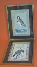 Ustad Mansur Prints Set of 2 Blue-Throated Barbet & Indian lapwing Framed