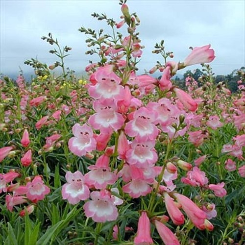 Perennial penstemon apple - 3x,
