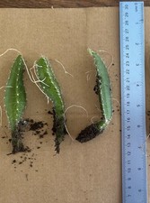 3 Pcs  Rooted Red Dragon Fruit