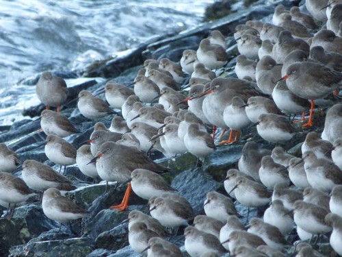 Photo 6x4 redshanks and - 6x4,