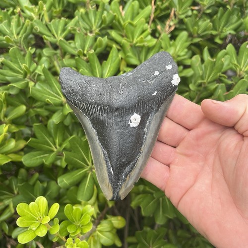 Real megalodon shark - megalodon, tooth
