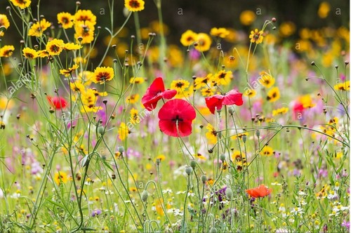 Meadow wild flower floral mix - floral,
