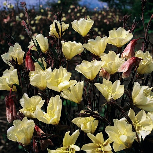 Evening primrose oenothera - evening,