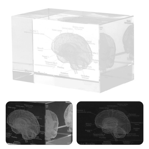 Crystal human brain model - brain, 3d