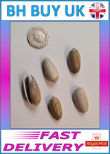 Olive aquarium snail - 5,
