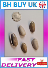 5 x OLIVE AQUARIUM SNAIL