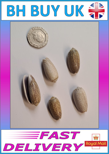 Olive aquarium snail - 5,
