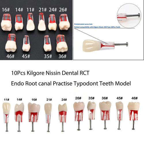 Dental endodontic rct root - dental,