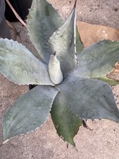 Large Blue Agave Americana