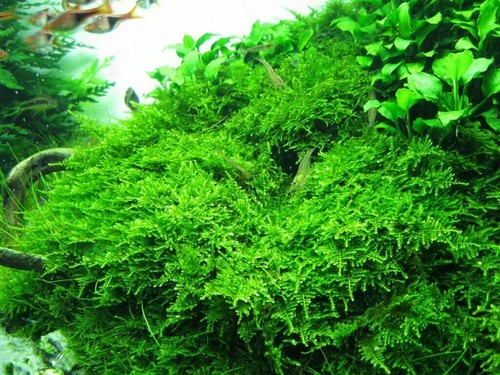 100g java moss carpeting - java,