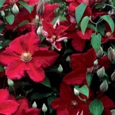 Clematis ‘Ernest Markham’ Hardy perennial garden climbing plant - GARDEN READY
