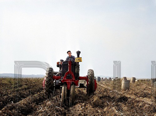 1940 harvesting potatoes with - 1940,
