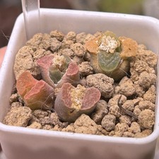 Exact Plant，2pcs rare