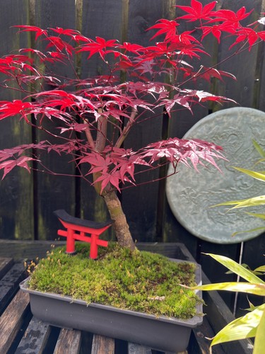 Bonsai ornament hand - hand, made