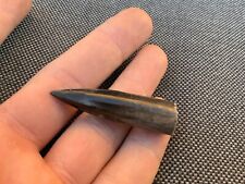 Belemnite (Squid) Fossil Polished Specimen, Whitby, Yorkshire Coast, England