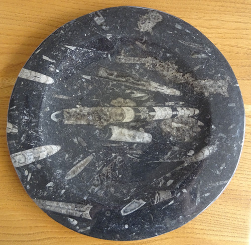 Fossil plate diameter - plate,