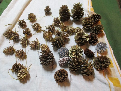Real pine cones - pine,