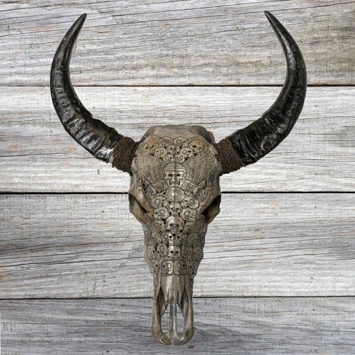 Large murrah buffalo skull - buffalo,