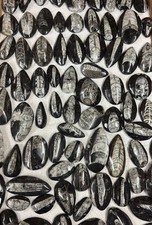 Small orthoceras fossil - small,