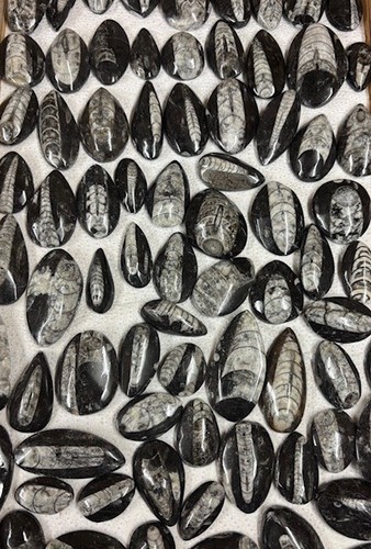 Small orthoceras fossil - small,