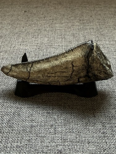 Rex fossil tooth replica - fossil,