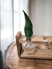 Sansevieria 'Snake Plant'