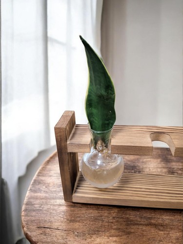 Sansevieria snake plant - 'snake, plant'