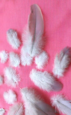 NATURAL FEATHER x 3 wild birds SMALL WHITE + GREY PIGEON UK feathers