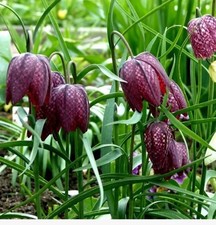 25 Fritillaria Melegris Snake Had Lliy
