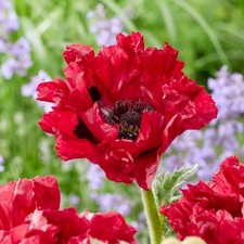 Papaver Red Rumble 9cm Potted