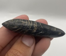 Fossil Sperm Whale Tooth